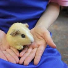 イチオシ💛イングリッシュモルモットさんです💛♀