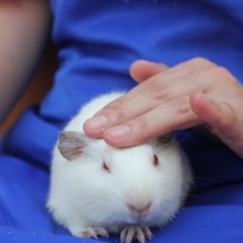 雪見だいふく♡純白イングリッシュモルちゃんです♡♂