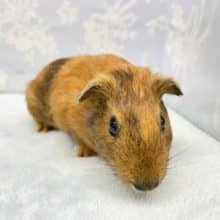 パワー全開💛短毛モルモット（茶黒）女の子　2022年7月生まれ