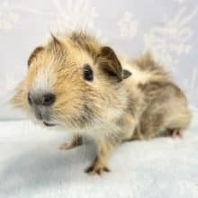 食べるわよ💛巻毛モルモット　女の子　2022年7月生まれ