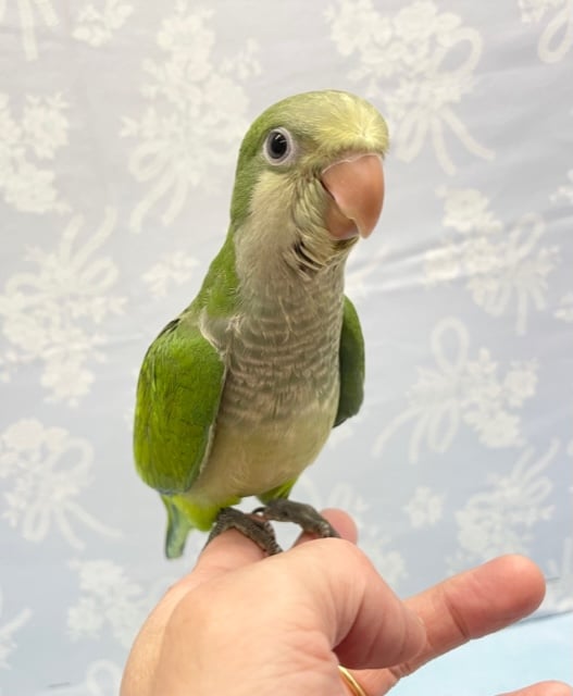 オキナインコ