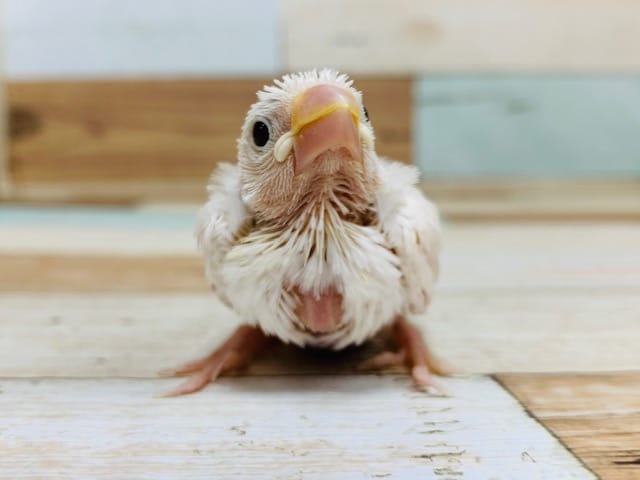 人気の白い鳥さん♪食欲旺盛な白文鳥さん☆