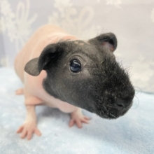 ブヒッと💛スキニーギニアピッグ　女の子　2022年8月生まれ