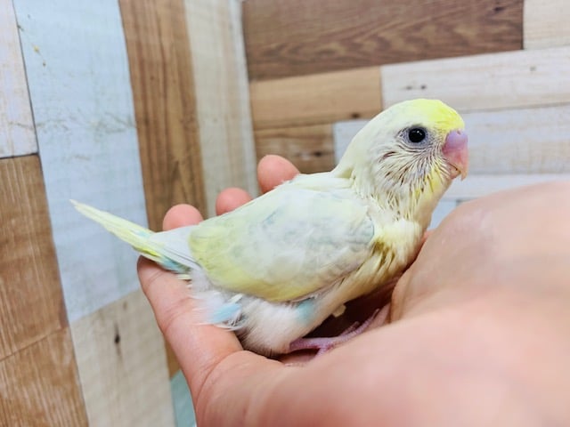 振り向いたお顔が激かわ♡セキセイインコ(パステルレインボーハルクイン)さん♪