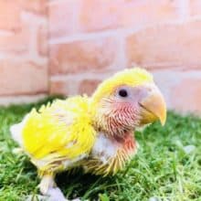 期間限定！　Ｉラブラブバードフェア！　