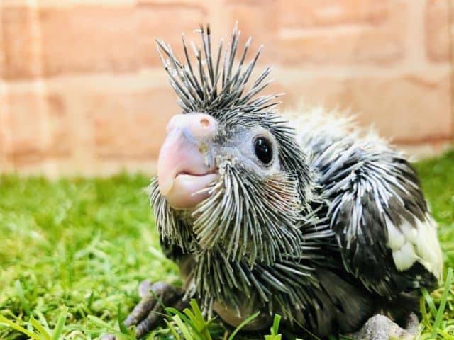 ノーマルなのにレア？　オカメインコ　ノーマル　R４　９／６撮影