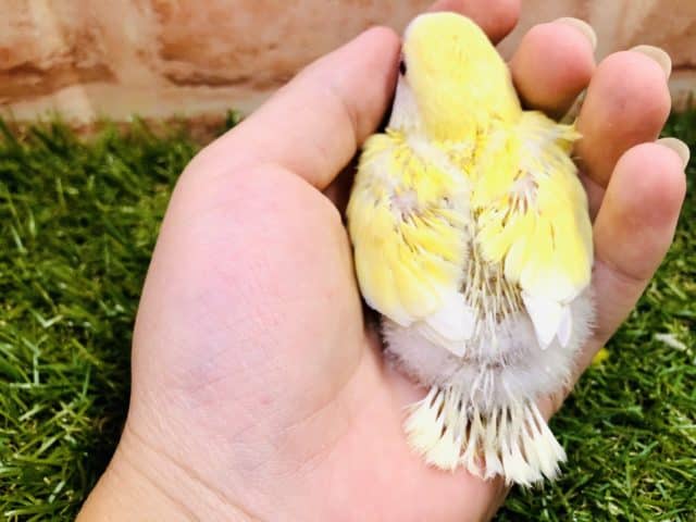 コザクラインコ（小桜インコ）