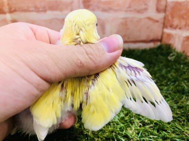 コザクラインコ（小桜インコ）