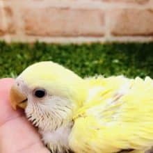 明るい優しいカラー　コザクラインコ　クリームルチノー　R４　９／６撮影