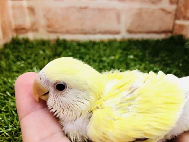 明るい優しいカラー　コザクラインコ　クリームルチノー　R４　９／６撮影