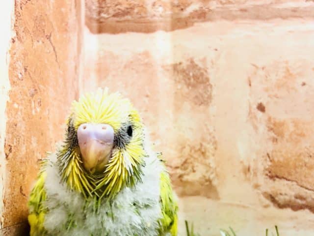 セキセイインコ