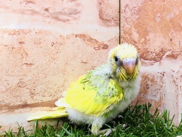 セキセイインコ