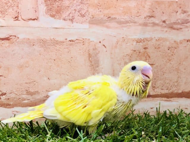 セキセイインコ