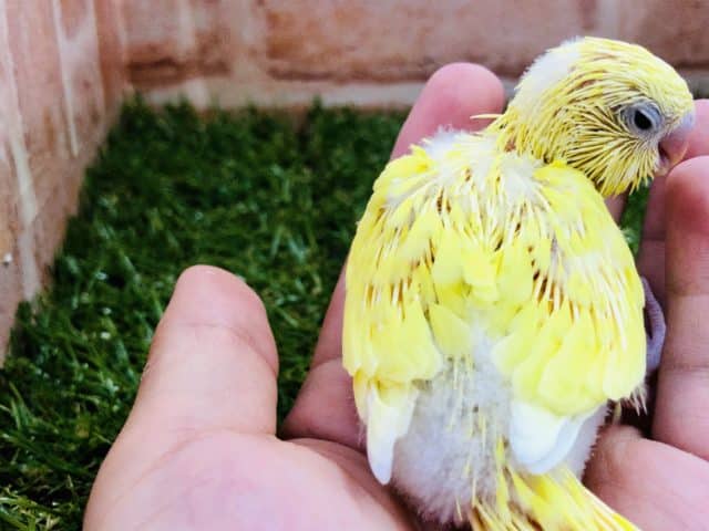 セキセイインコ