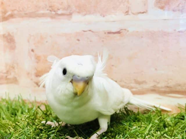 羽衣セキセイインコ