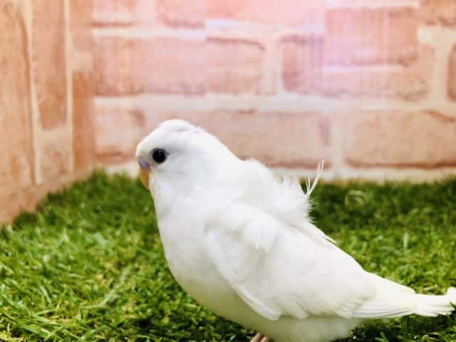 羽衣セキセイインコ