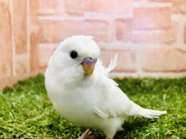 まるで天女の羽衣！　羽衣セキセイインコ　ダブルファクター　R４　９／１０撮影