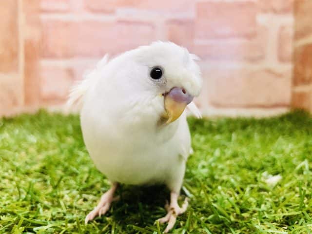 羽衣セキセイインコ