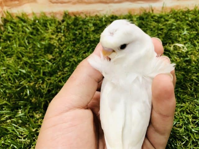 羽衣セキセイインコ