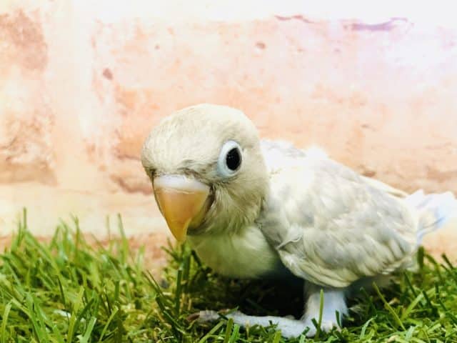 シロボタンインコ