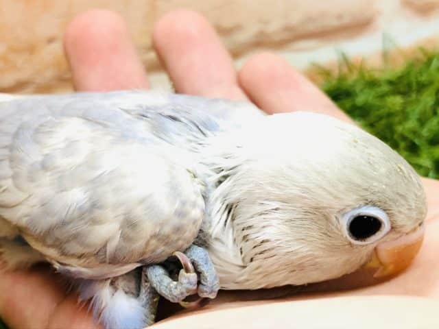 シロボタンインコ