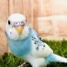 魅惑のパイド・・・　　セキセインコ　パイド　入舎です！　Ｒ４　９／２撮影