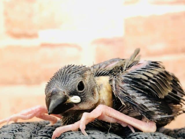 ボチボチ入舎が・・・　桜文鳥　R４　９／１４撮影