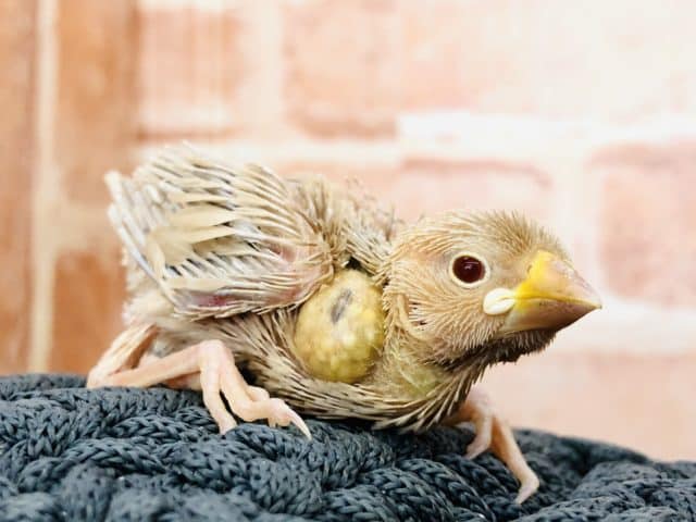 シナモンもやってきました！　シナモン文鳥　R４　９／１４撮影