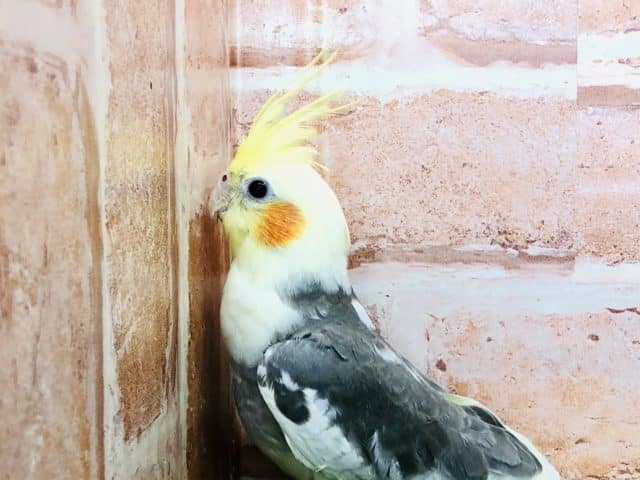 オカメインコ