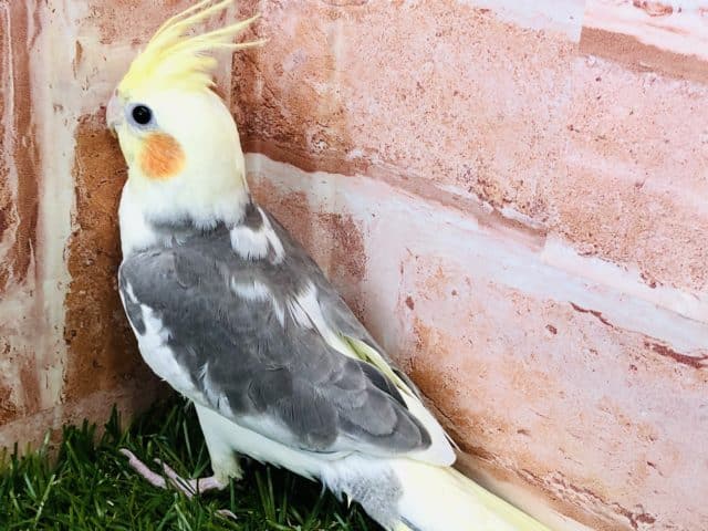 オカメインコ