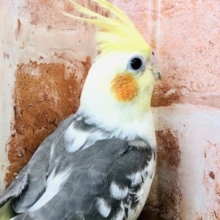 人馴れ練習中！　オカメインコ　パイド　R４　９／１４撮影
