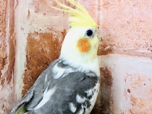 人馴れ練習中！　オカメインコ　パイド　R４　９／１４撮影