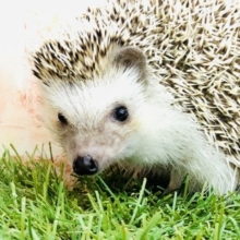 サボテン？ 　ハリネズミ　10/26撮影