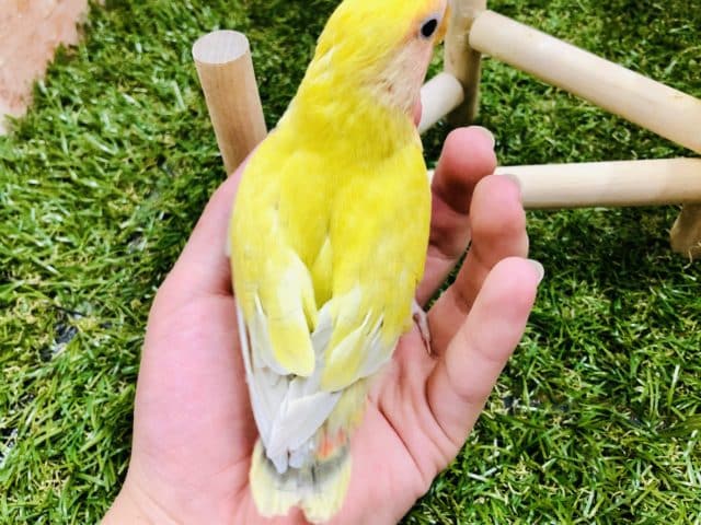 コザクラインコ（小桜インコ）