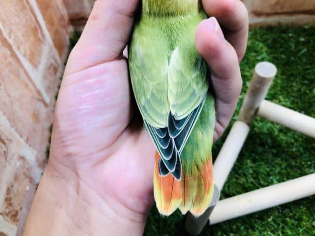 コザクラインコ（小桜インコ）