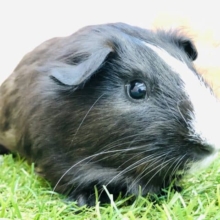 鼻筋キレイですね！　モルモット　イングリッシュ　Ｒ４　９／２６撮影