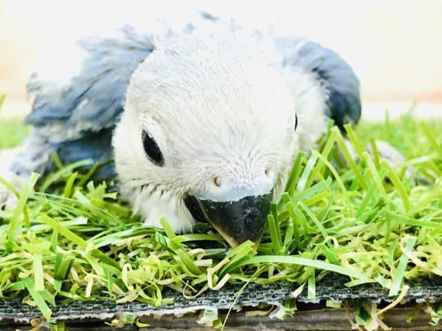 コザクラインコ（小桜インコ）