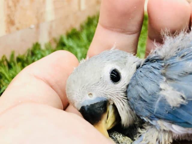 コザクラインコ（小桜インコ）