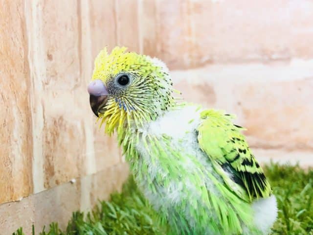 最近の定番模様？　セキセイインコ　オパーリン　R４　９／２８撮影