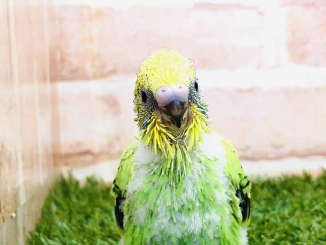 セキセイインコ