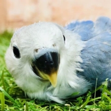 定番カラーです！！　コザクラインコ　ブルーチェリー　R４　９／２８撮影