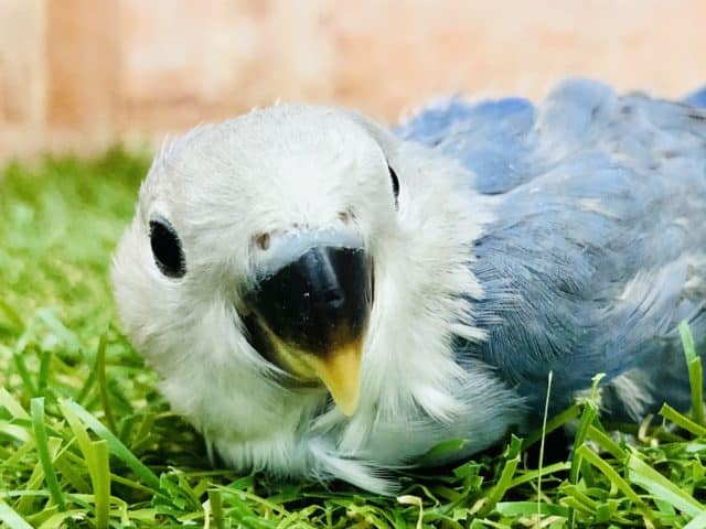 定番カラーです！！　コザクラインコ　ブルーチェリー　R４　９／２８撮影