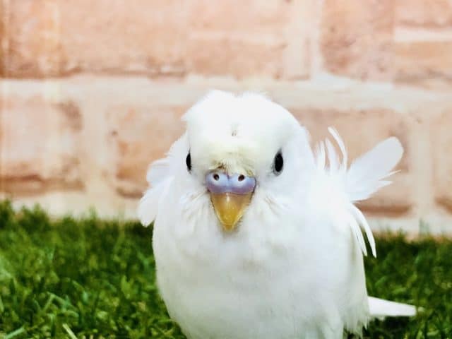 羽衣セキセイインコ