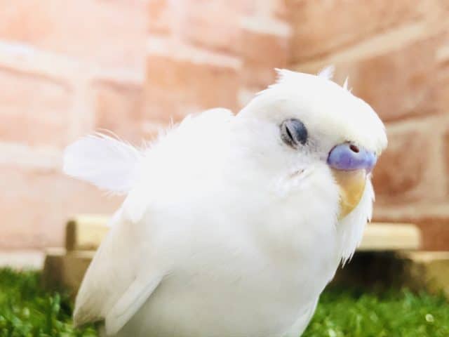 羽衣セキセイインコ