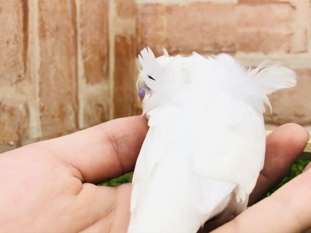 羽衣セキセイインコ