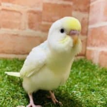 【最新画像有り☆】優しい色合いです　セキセイインコ　クリームパイド　R４　８／３１撮影