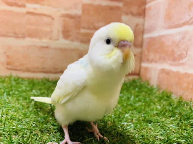 【最新画像有り☆】優しい色合いです　セキセイインコ　クリームパイド　R４　８／３１撮影