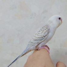 淡い色合い♪　セキセイインコ　ファロー　入舎です♪　　Ｒ４　９／１６撮影