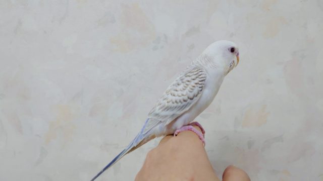 淡い色合い♪　セキセイインコ　ファロー　入舎です♪　　Ｒ４　９／１６撮影