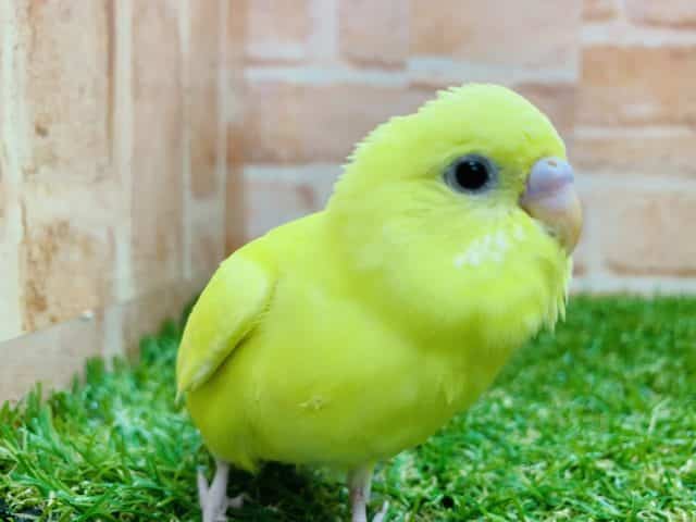 ルチノーじゃないよ　セキセイインコ　ダブルファクター　R４　９／６撮影